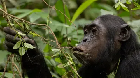 Apes Consuming a Daily Dose of One Lager Daily from Fermented Produce, Investigation Finds